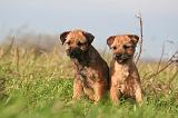 BORDER TERRIER 165